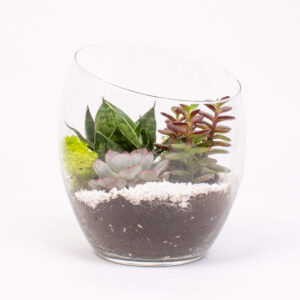 Vas sticla cu suculente