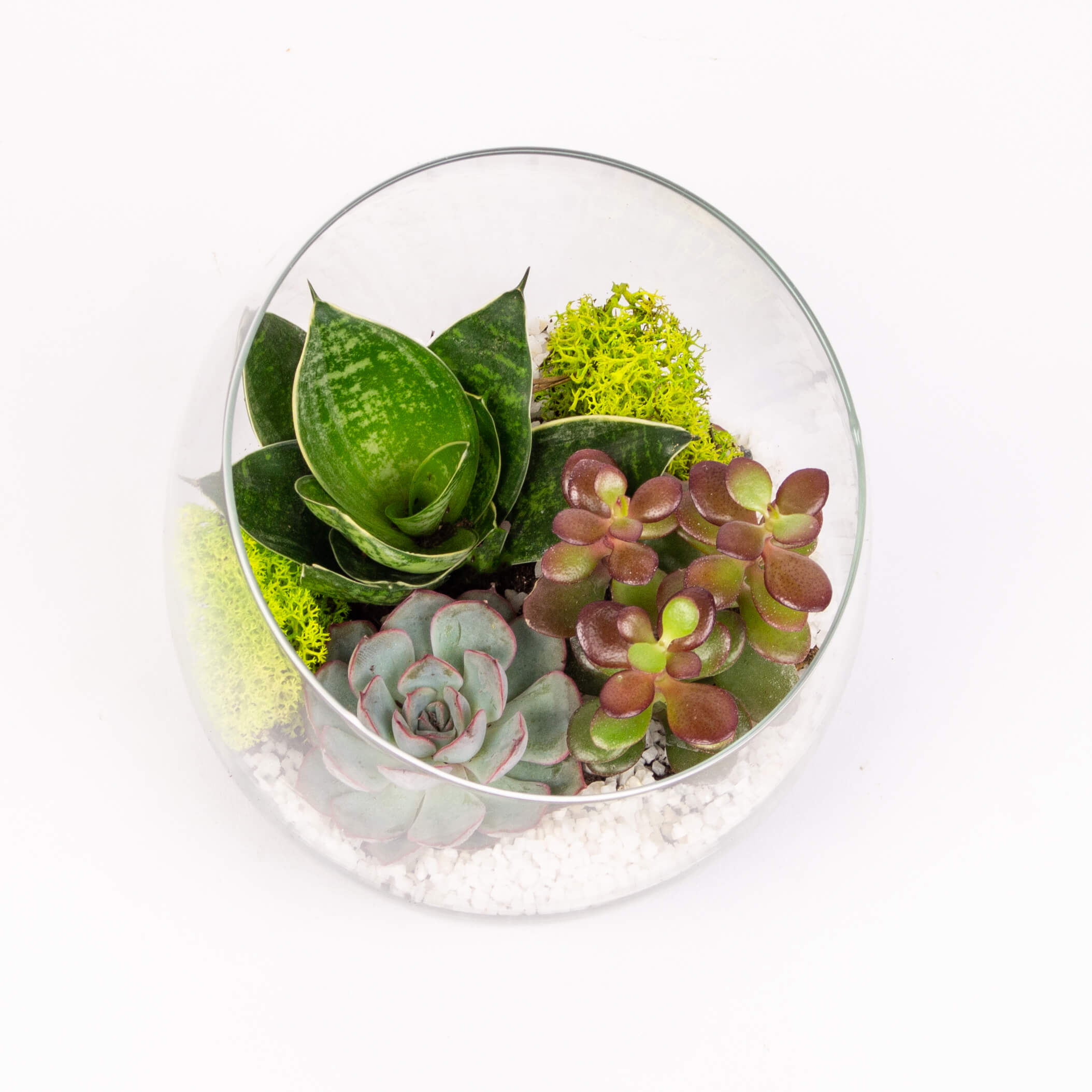 GTGL13c Vas sticla cu suculente Vas sticla cu suculente