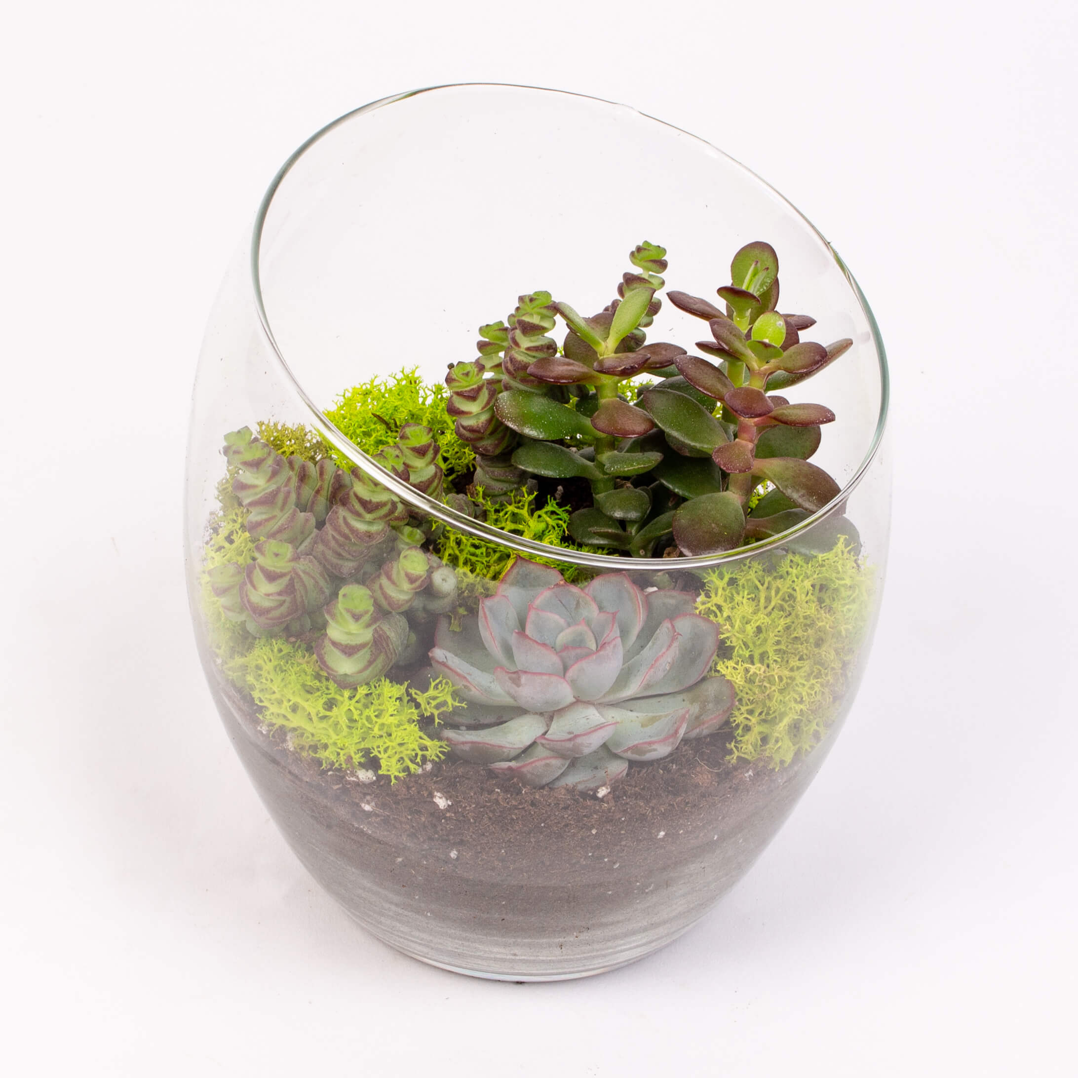 Crassula si echeverie in vas