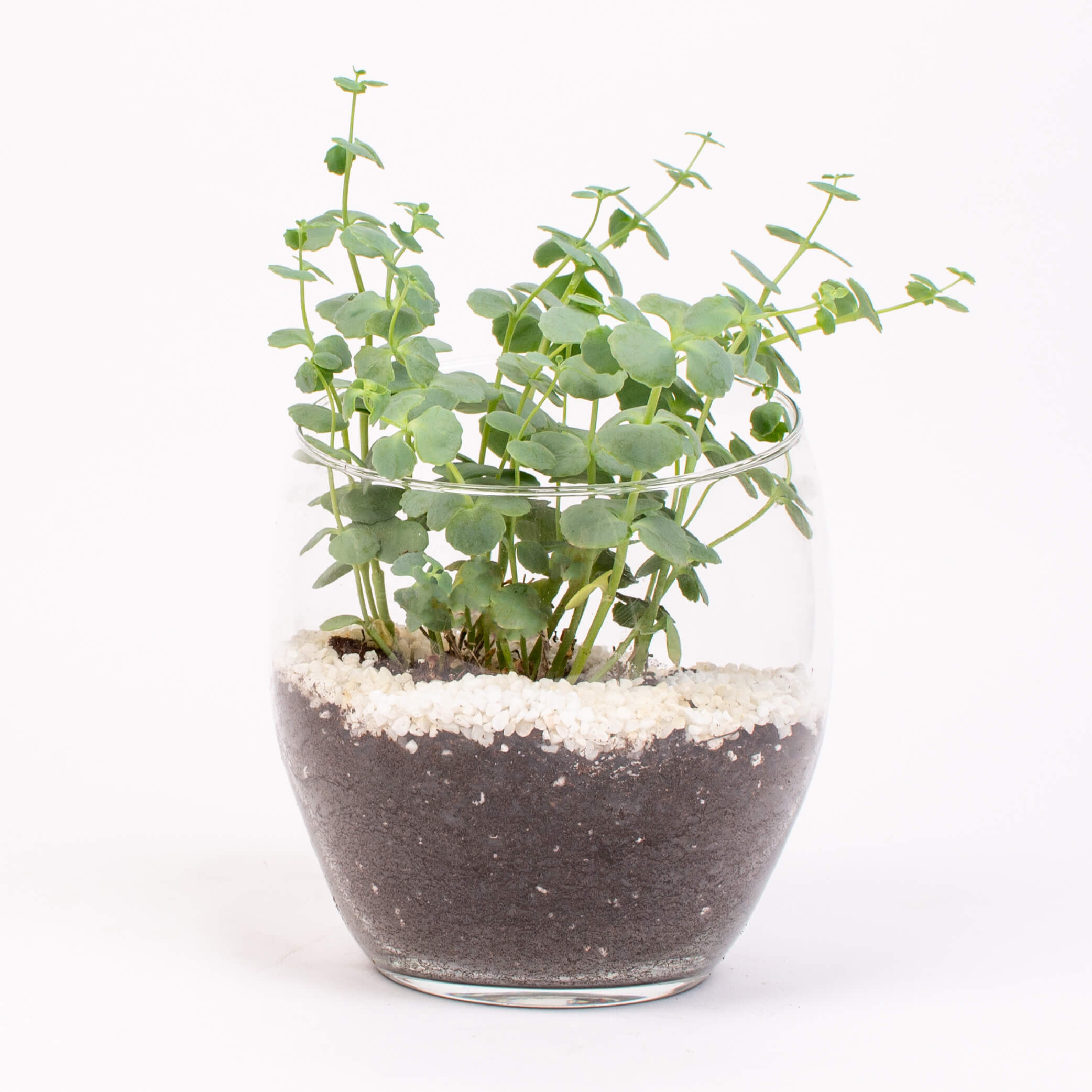 Sedum sieboldii in vas sticla