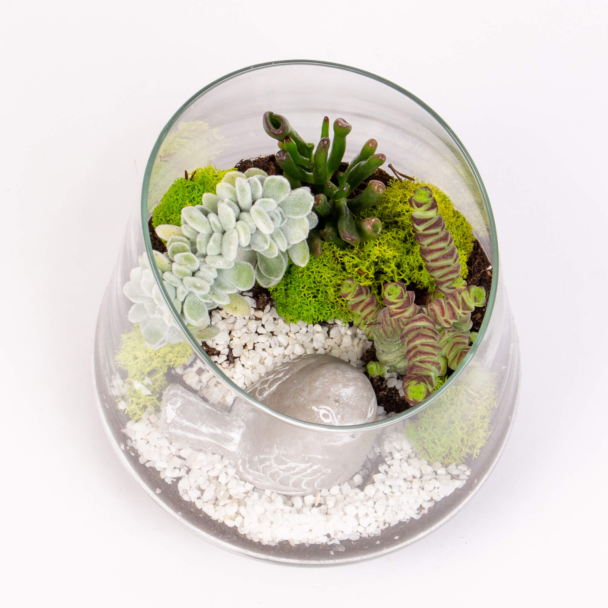 Suculente in vas oblic