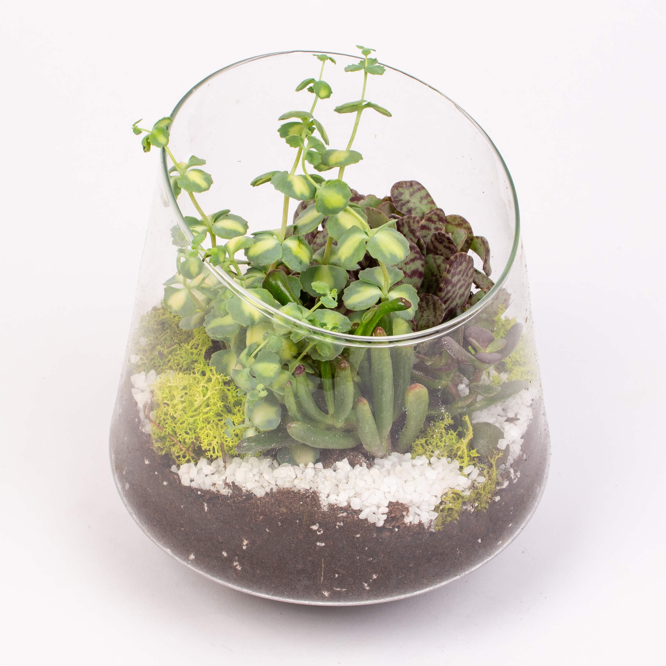 Grasute in vas de sticla