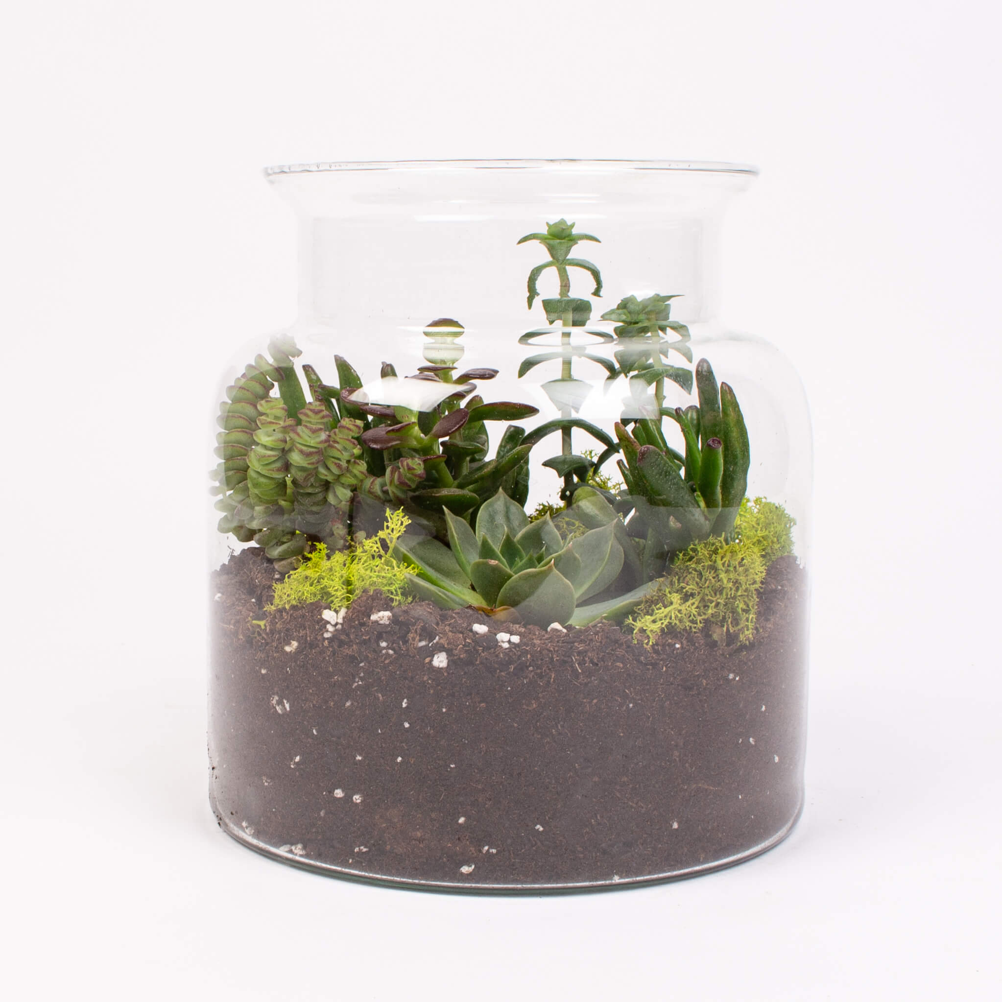 Suculente in borcan sticla