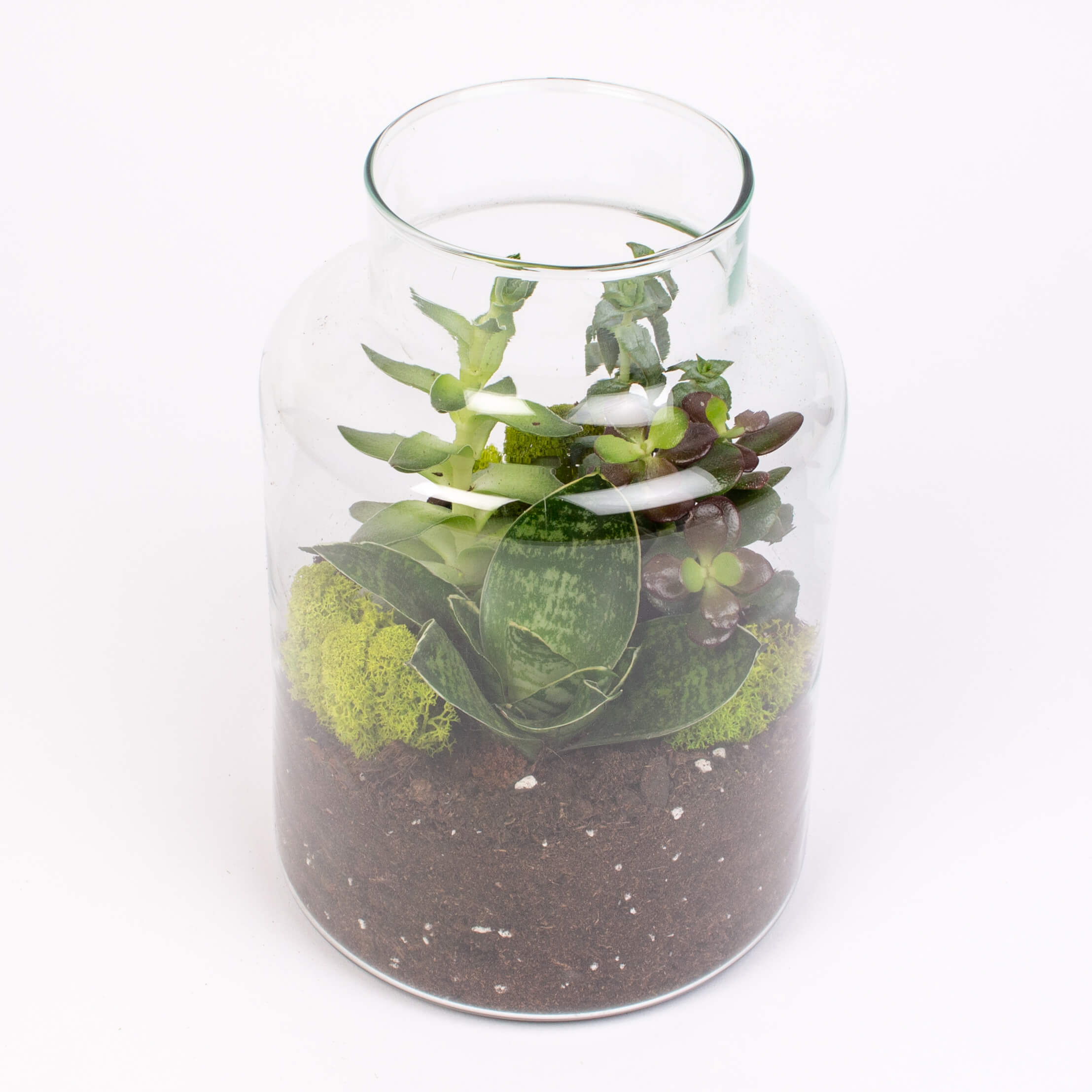 Borcan cu sansevieria si crassula