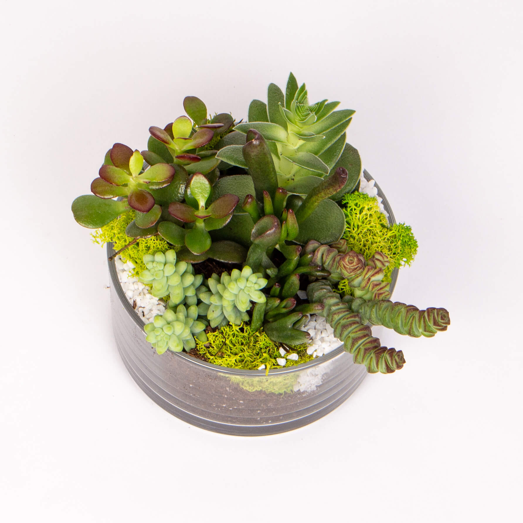 Crassula in borcan