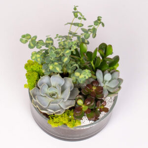 Suculente in vas de stica