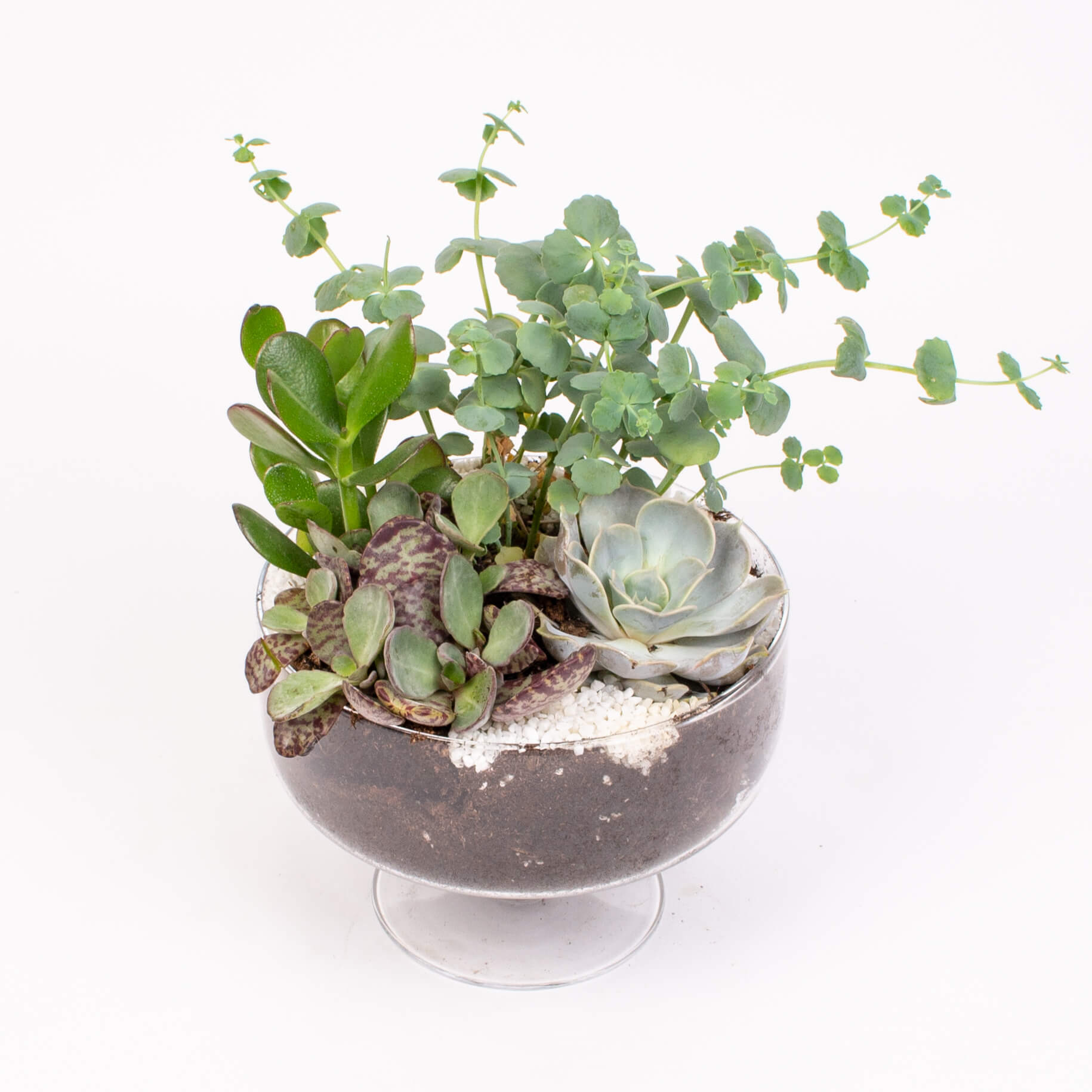 Suculente in bomboniera sticla