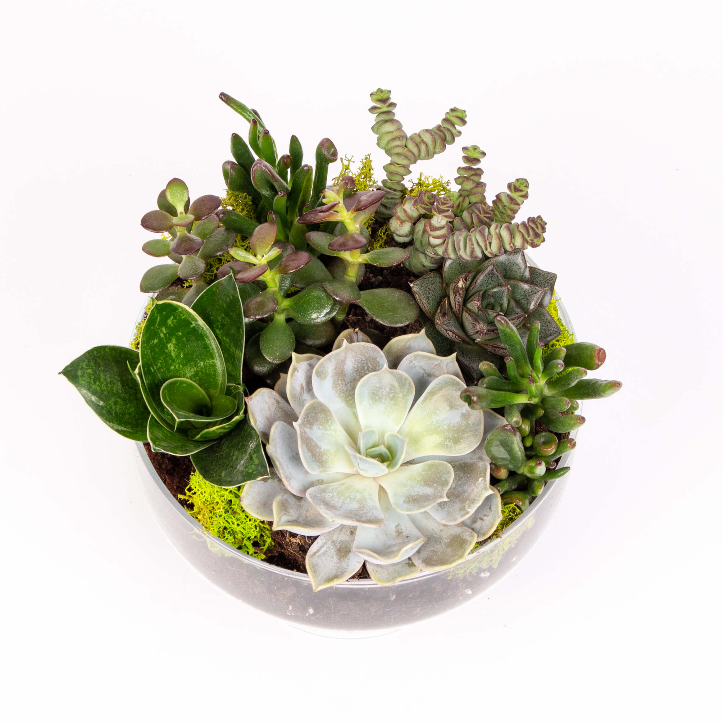 Bomboniera cu echeveria si crassula