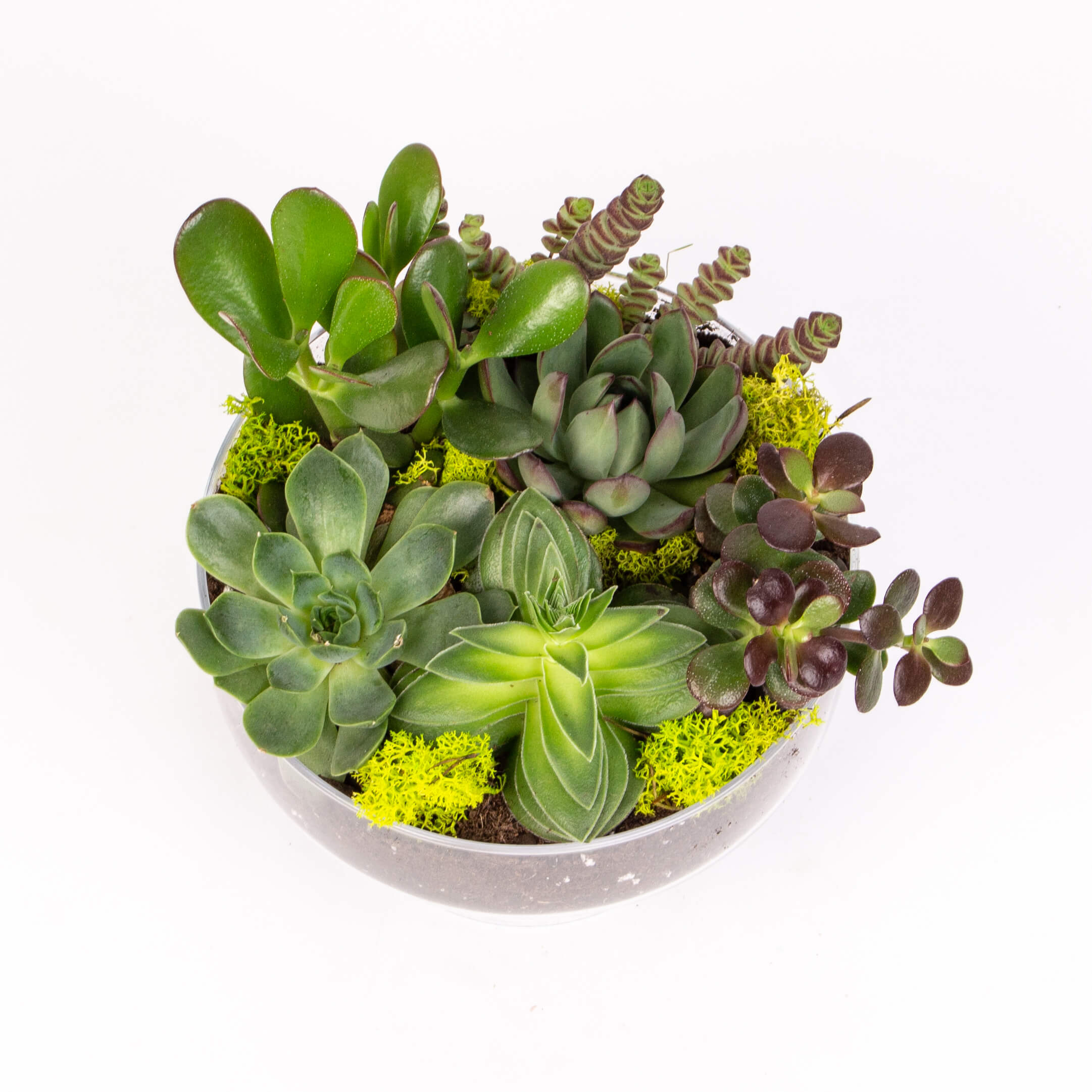 Bomboniera cu grasute