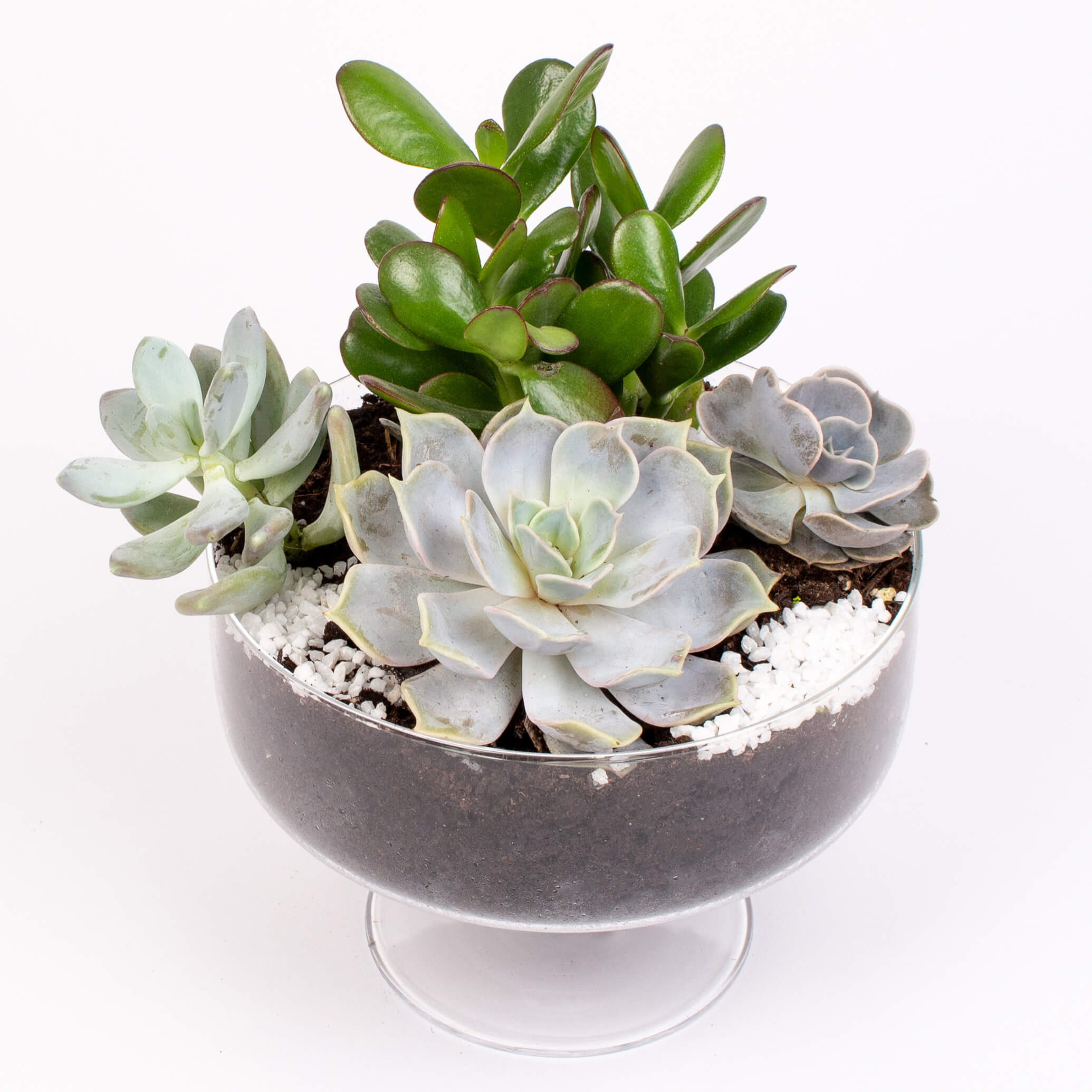 Suculente in suport de sticla