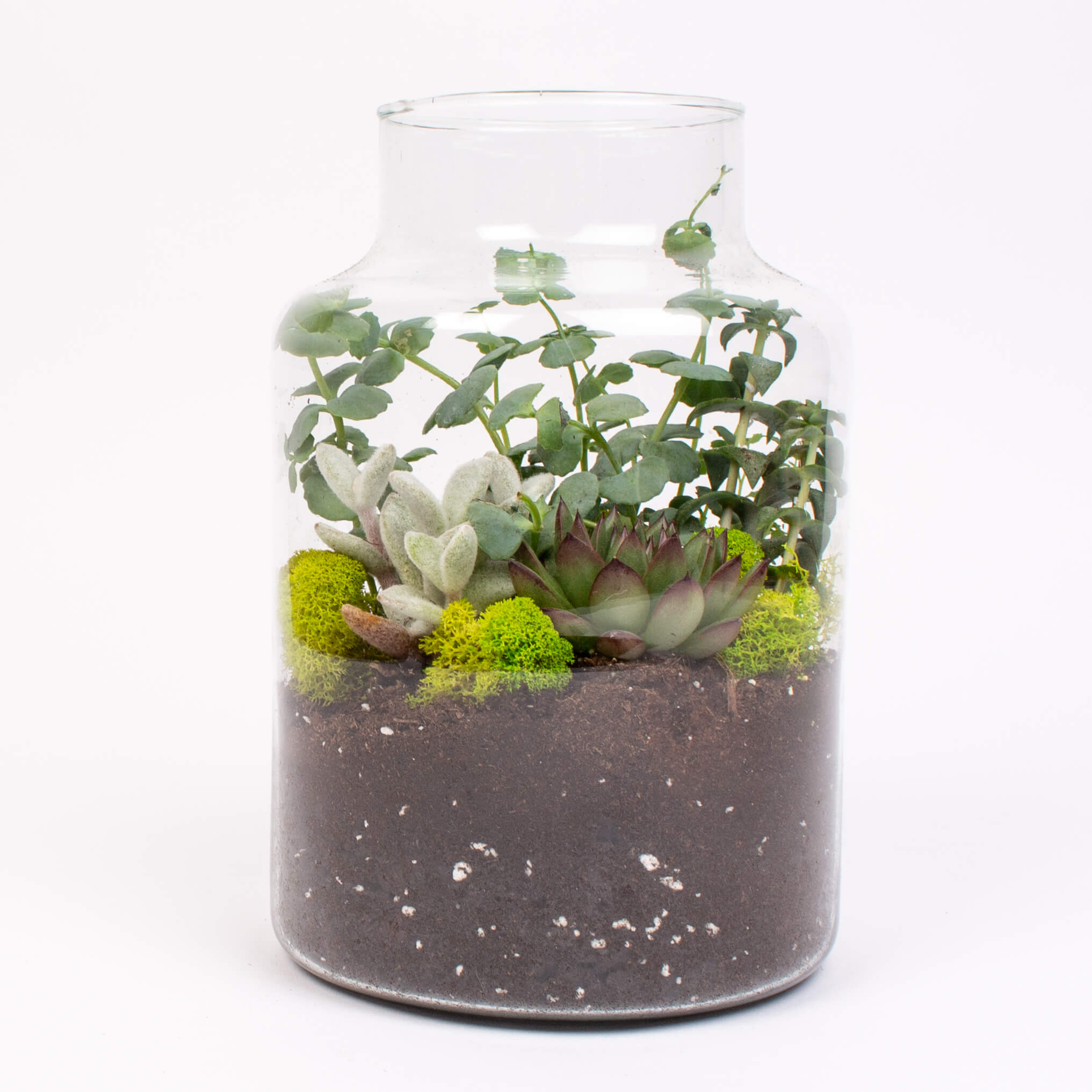 Borcan de sticla cu suculente