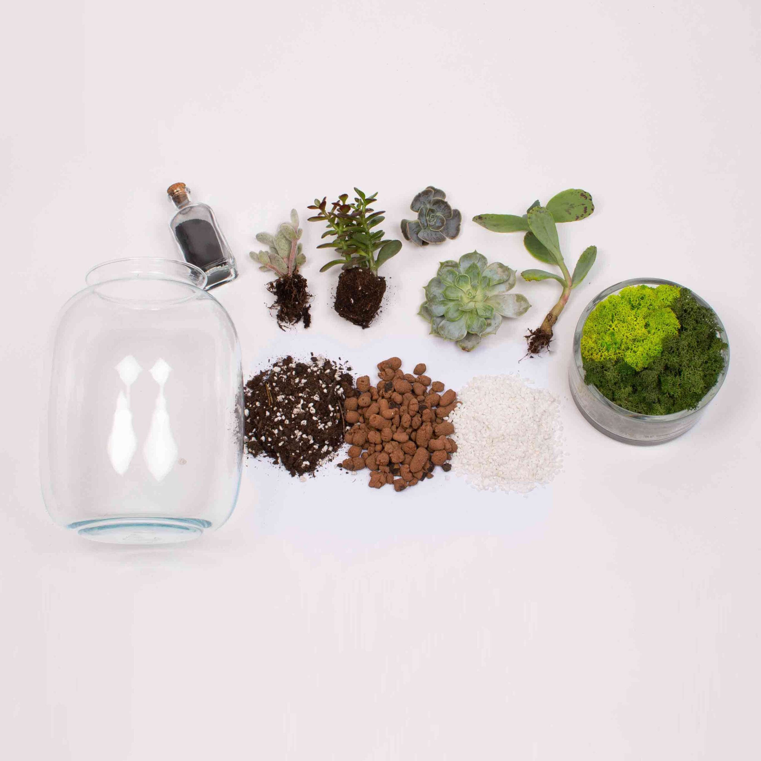 Kit Terariu DIY in borcan rotund