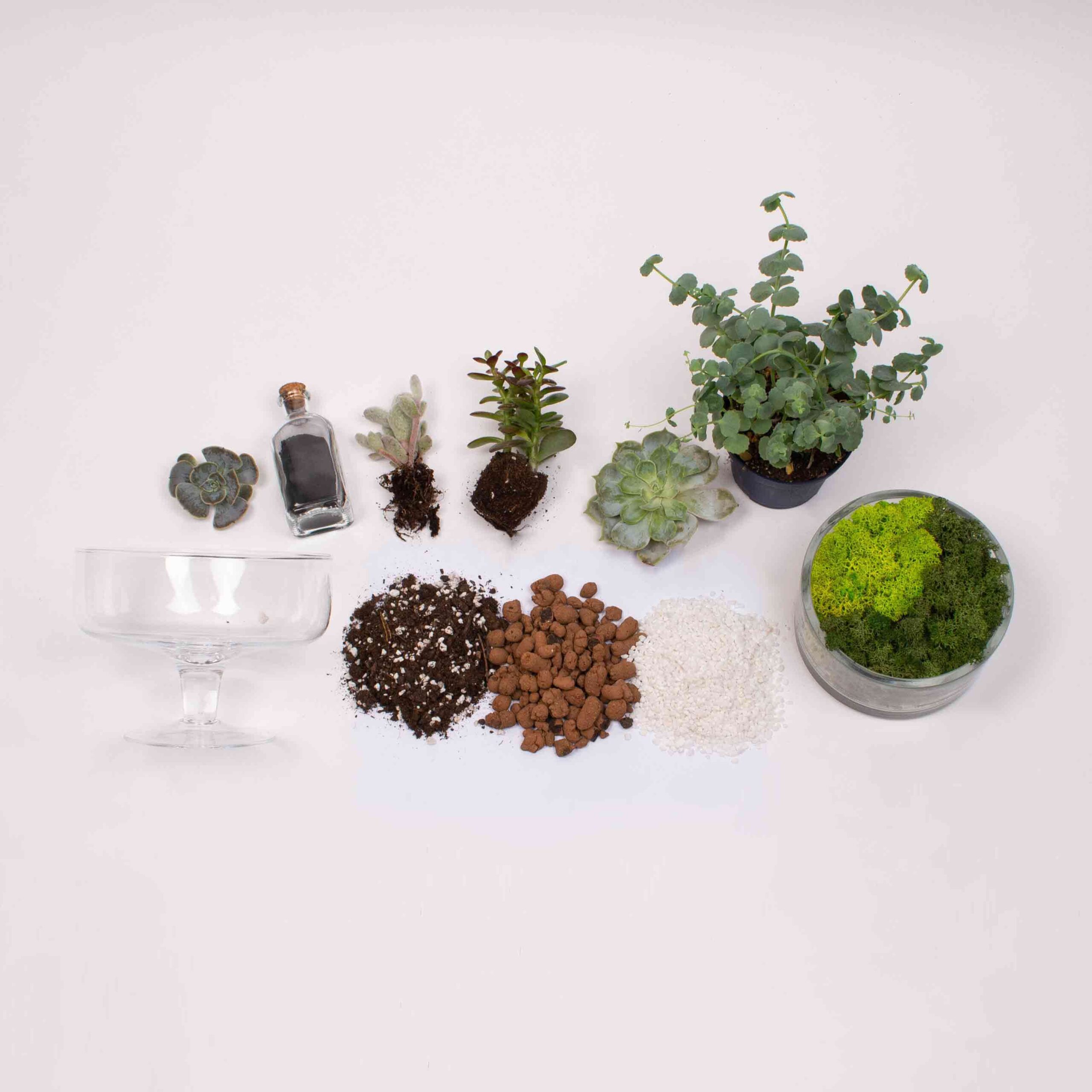 Kit Terariu DIY in bomboniera