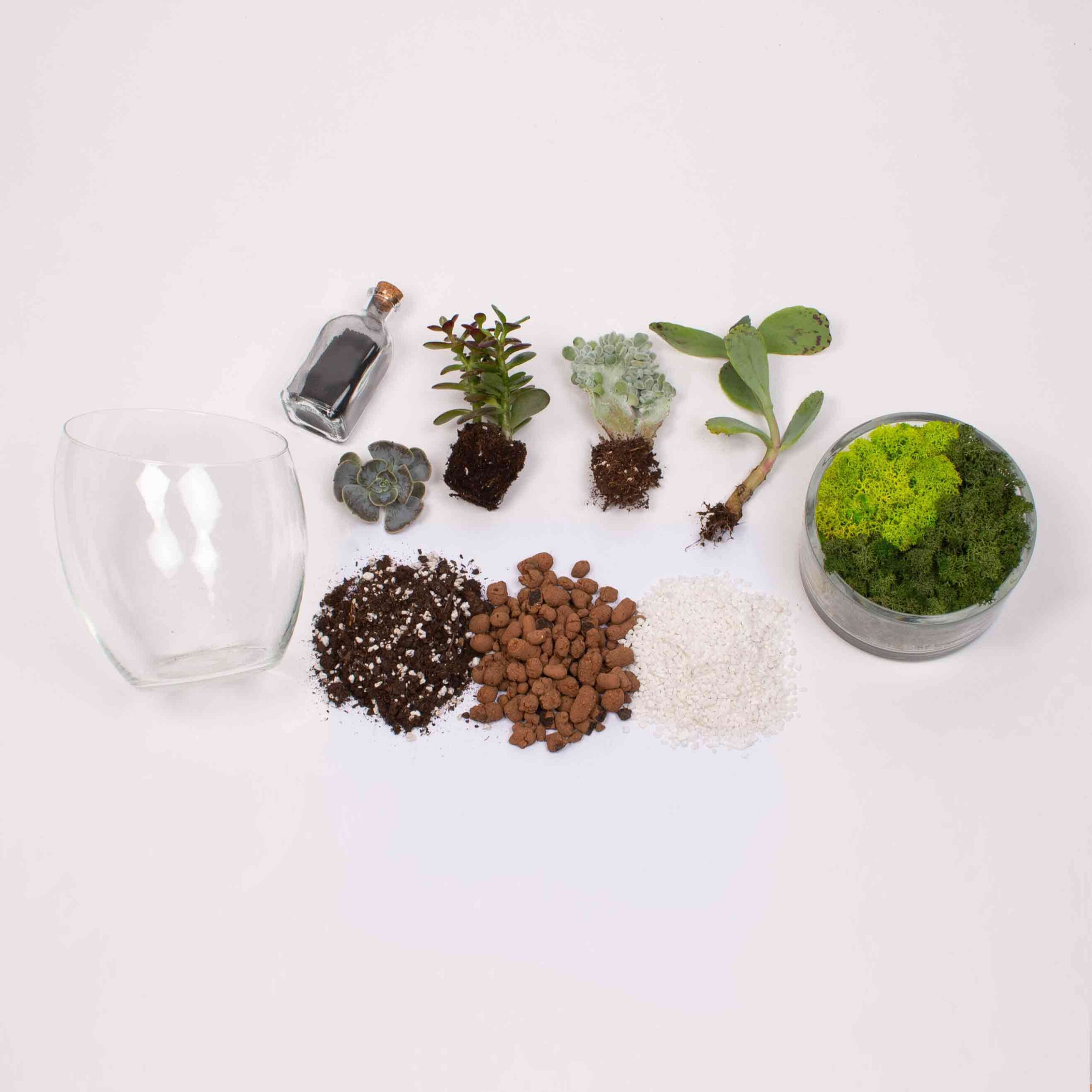 Kit Terariu DIY in borcan OZN