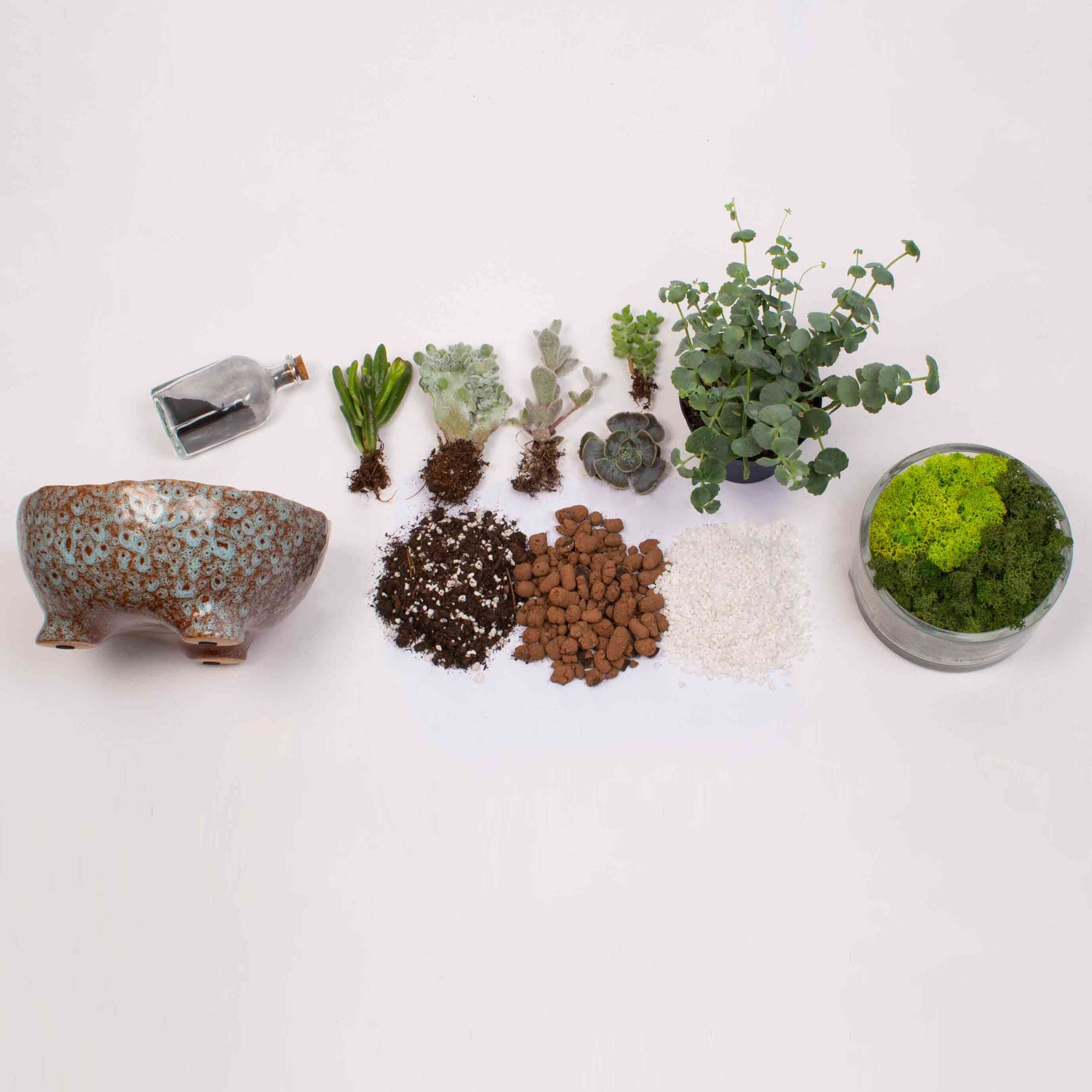 Kit Terariu DIY in vas ceramica albastru