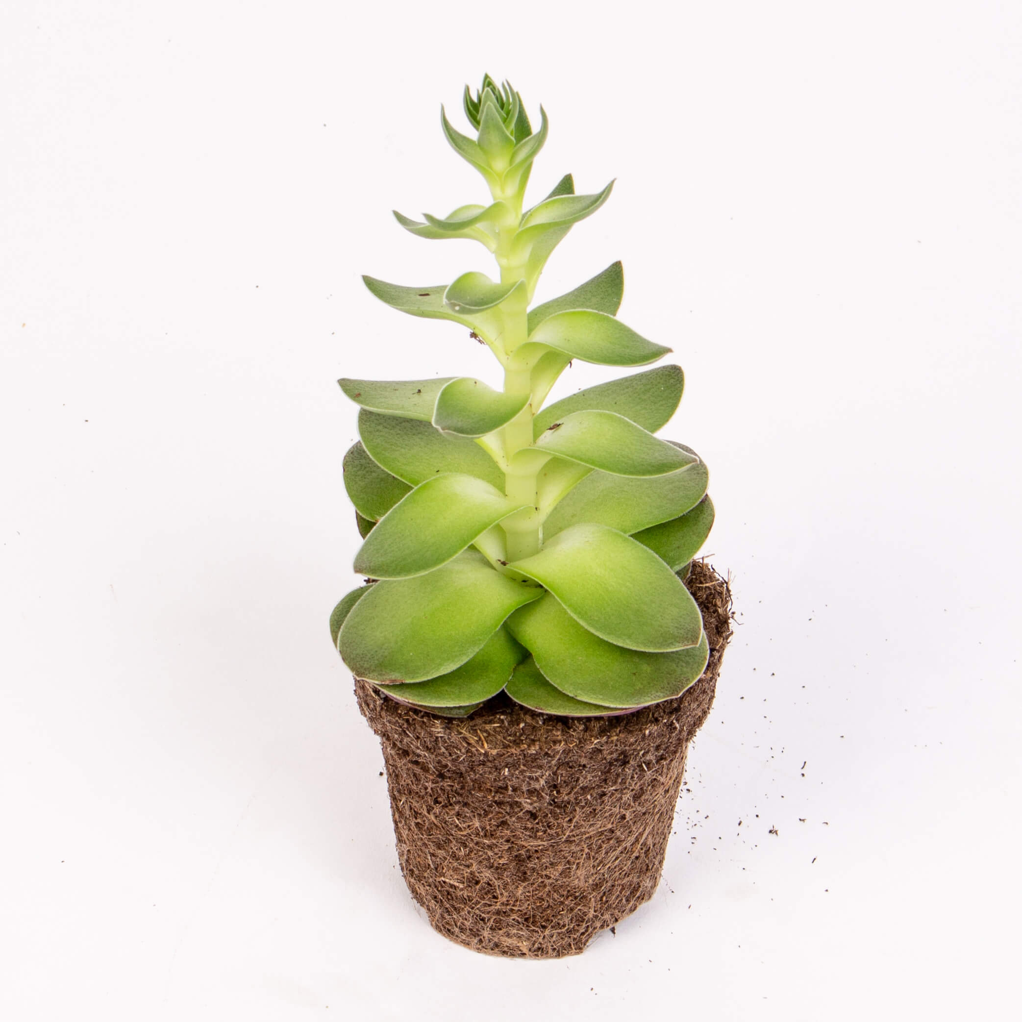 Suculenta crassula capitella