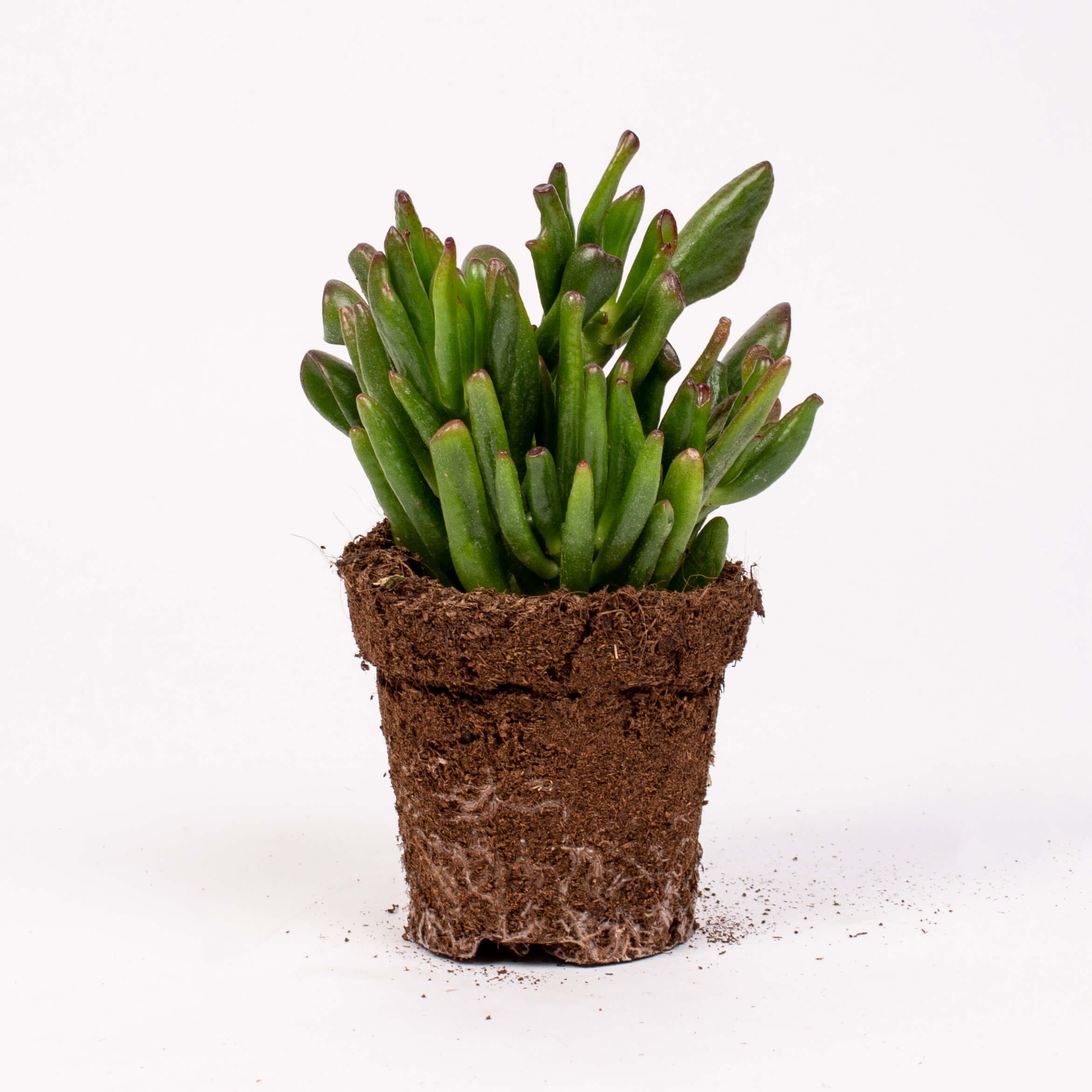 Suculenta crassula hobbit