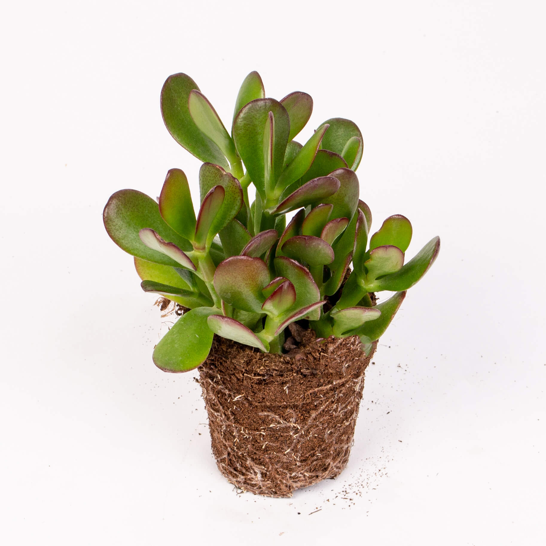 Suculenta crassula ovata