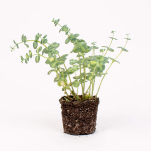 Planta sedum sieboldii variegatum