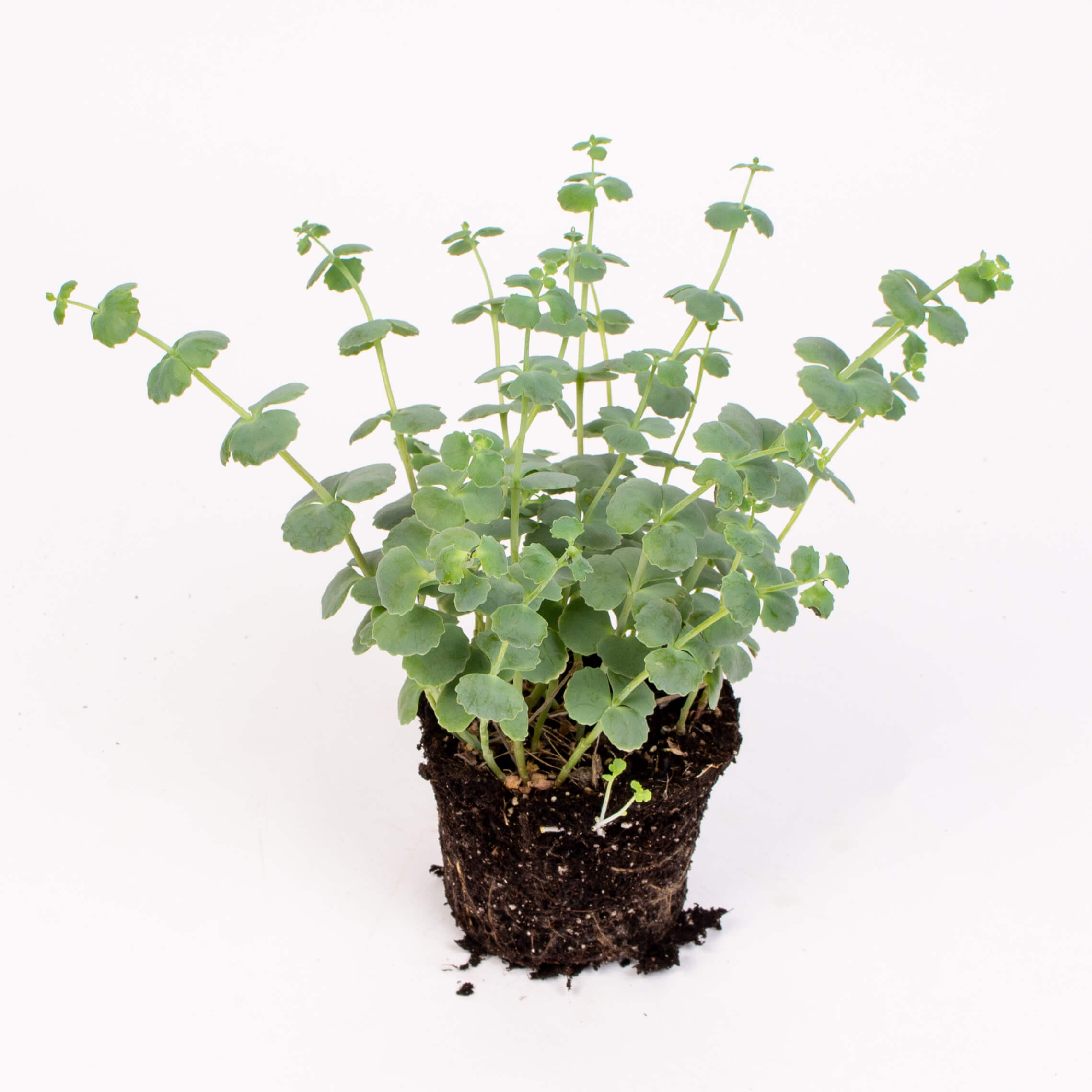 Planta sedum sieboldii