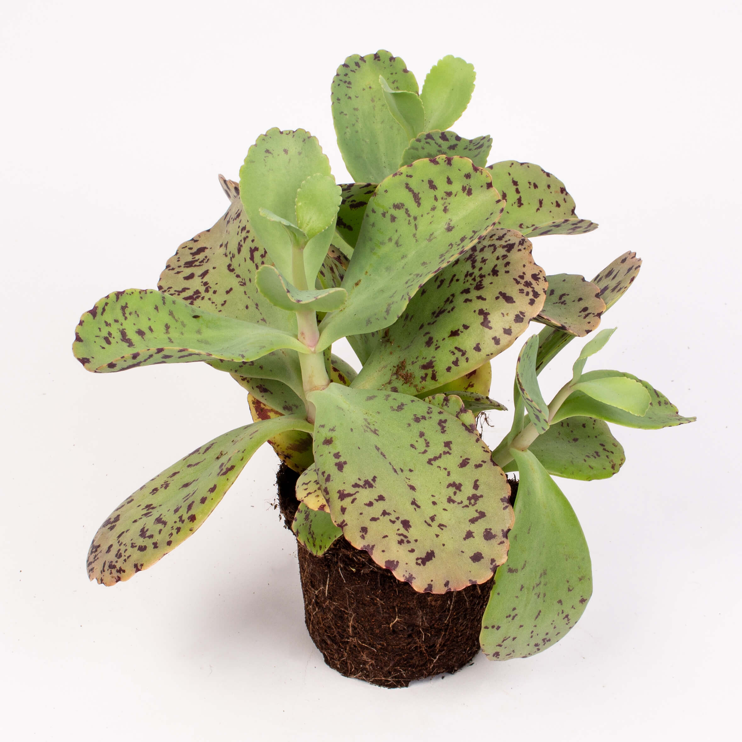 Suculenta kalanchoe marmorata