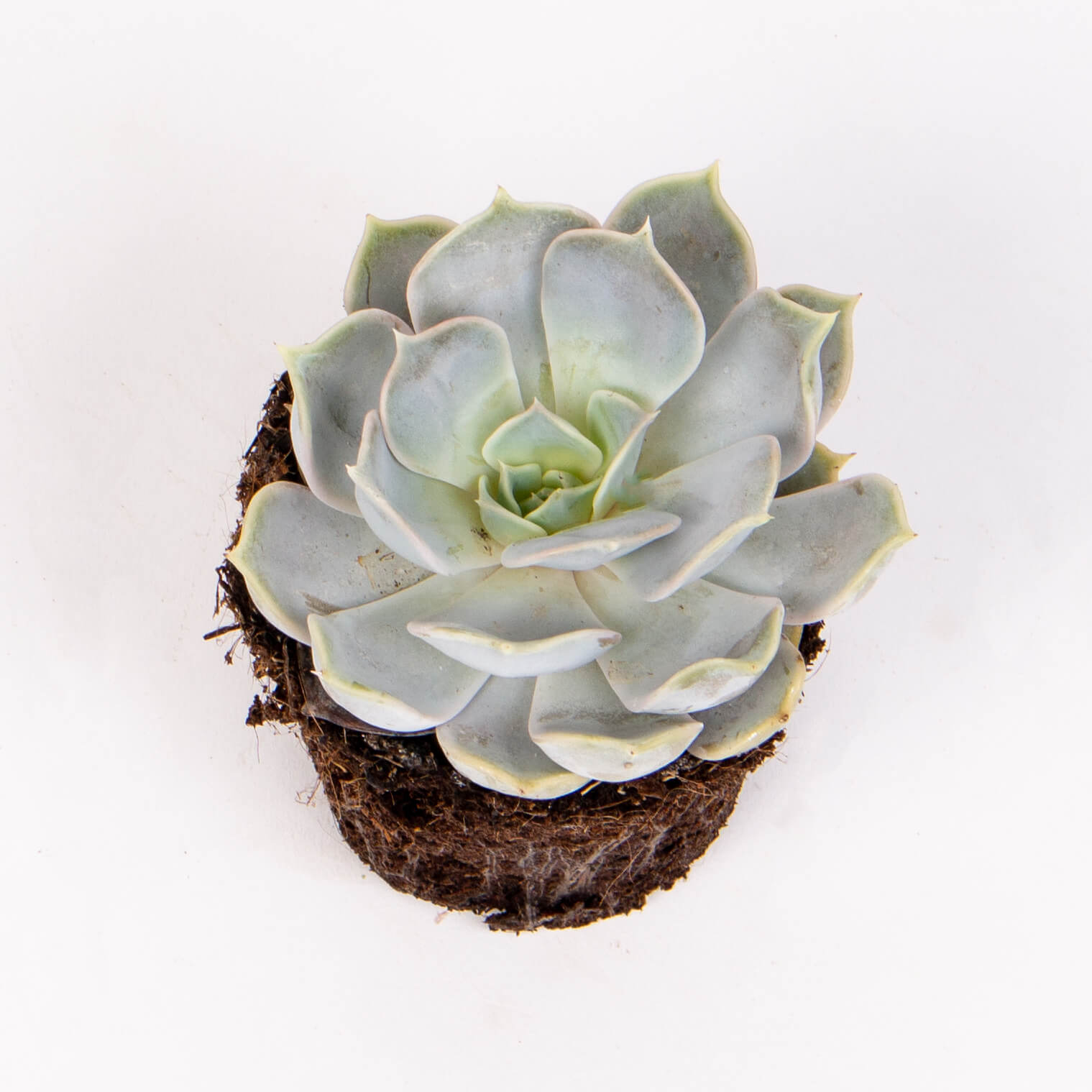 Suculenta echeveria lilacina