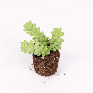 Suculenta sedum buritto