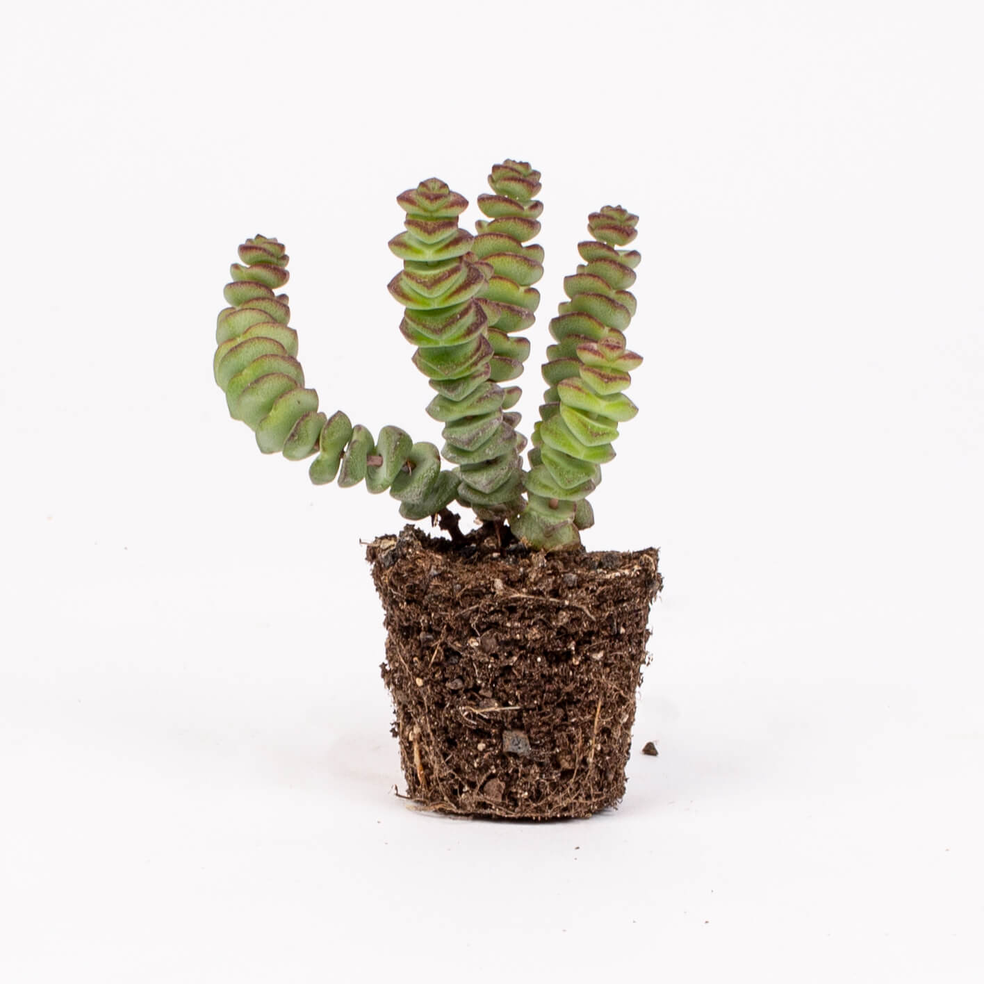 Planta crassula marnieriana