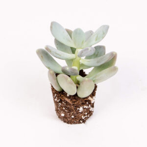 Planta phacitum oviferum