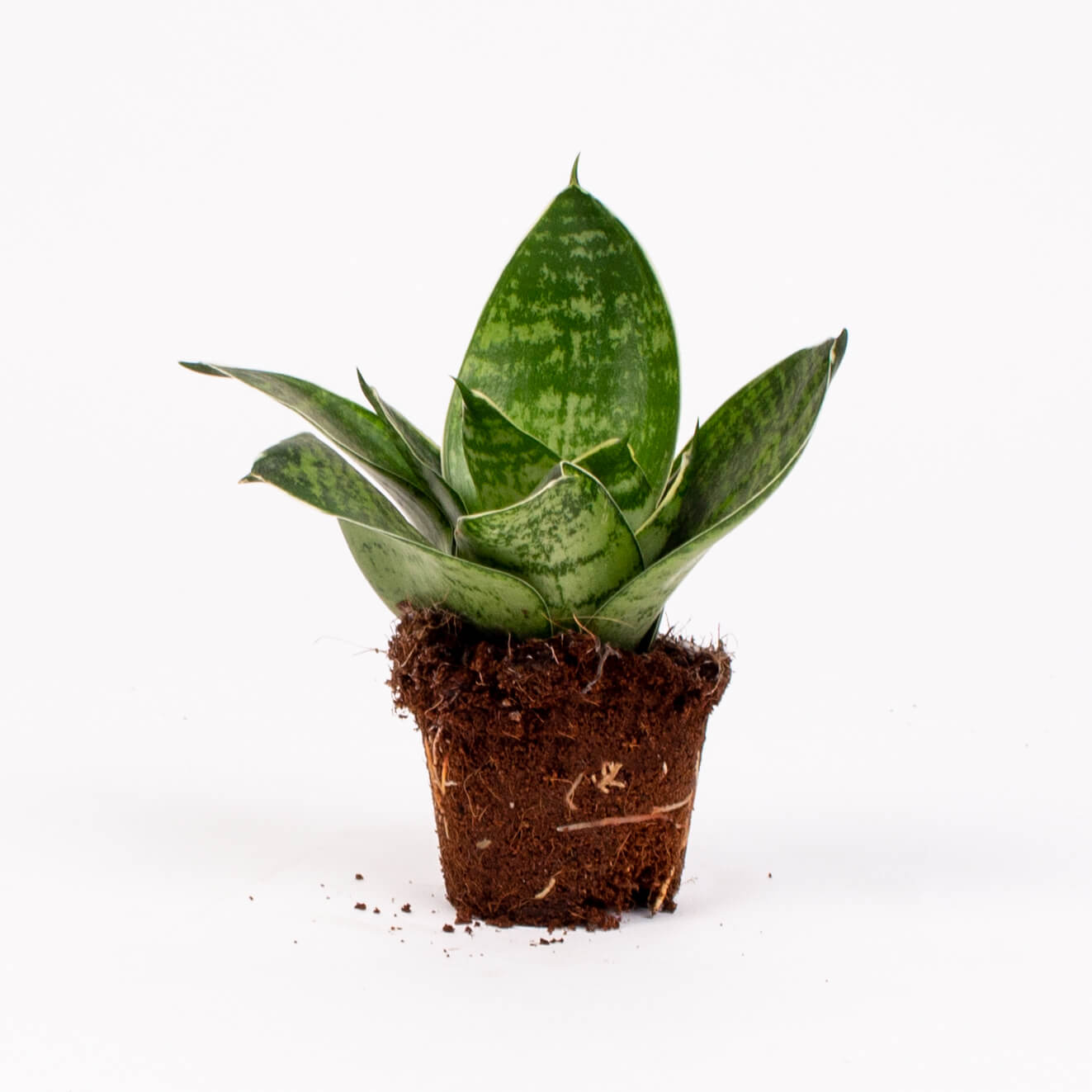 Planta sansevieria