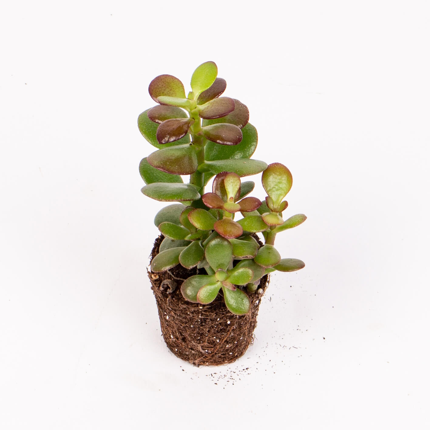 Suculenta crassula minor