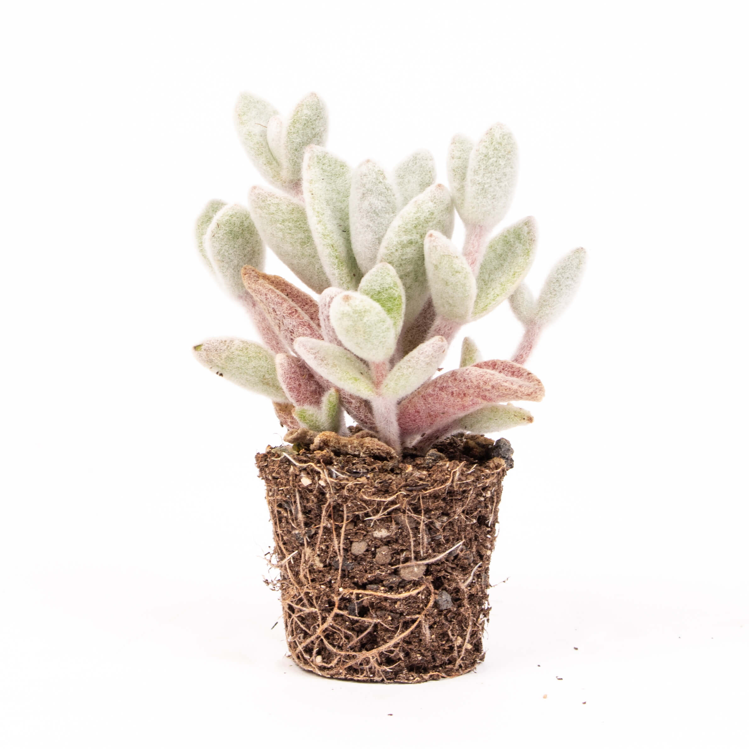 Suculenta kalanchoe europhyl