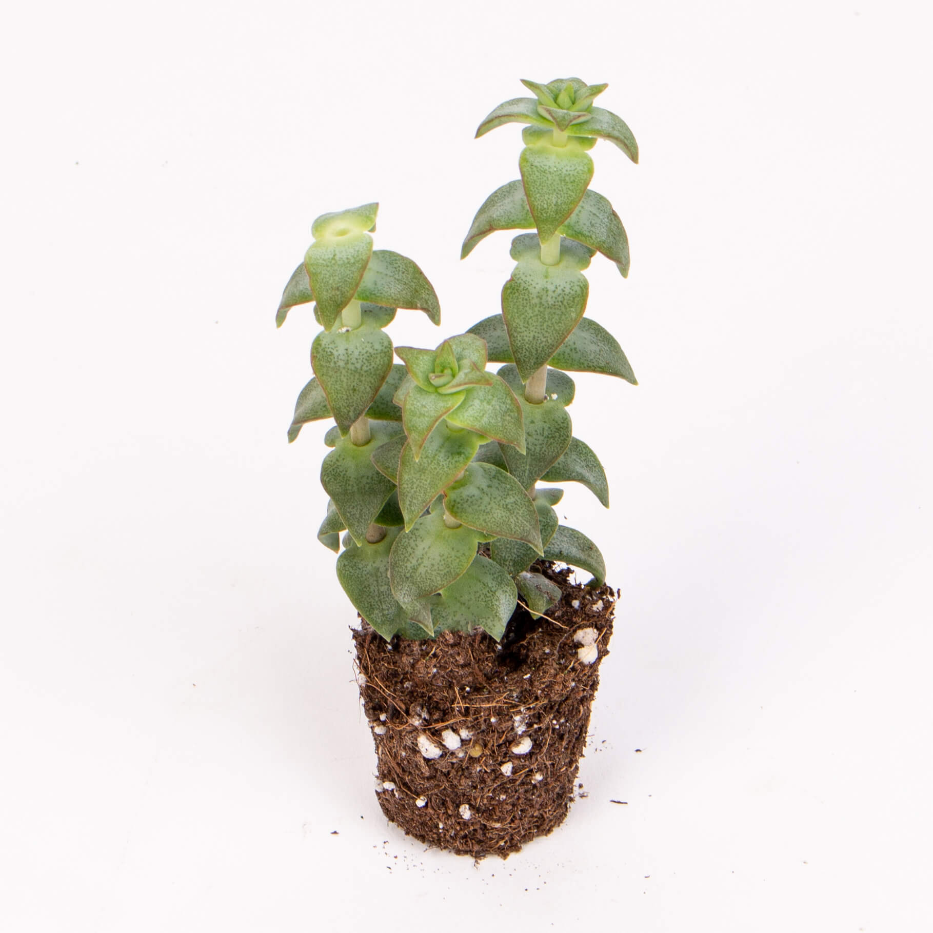 GTS8a Suculenta crassula perforata Suculenta crassula perforata