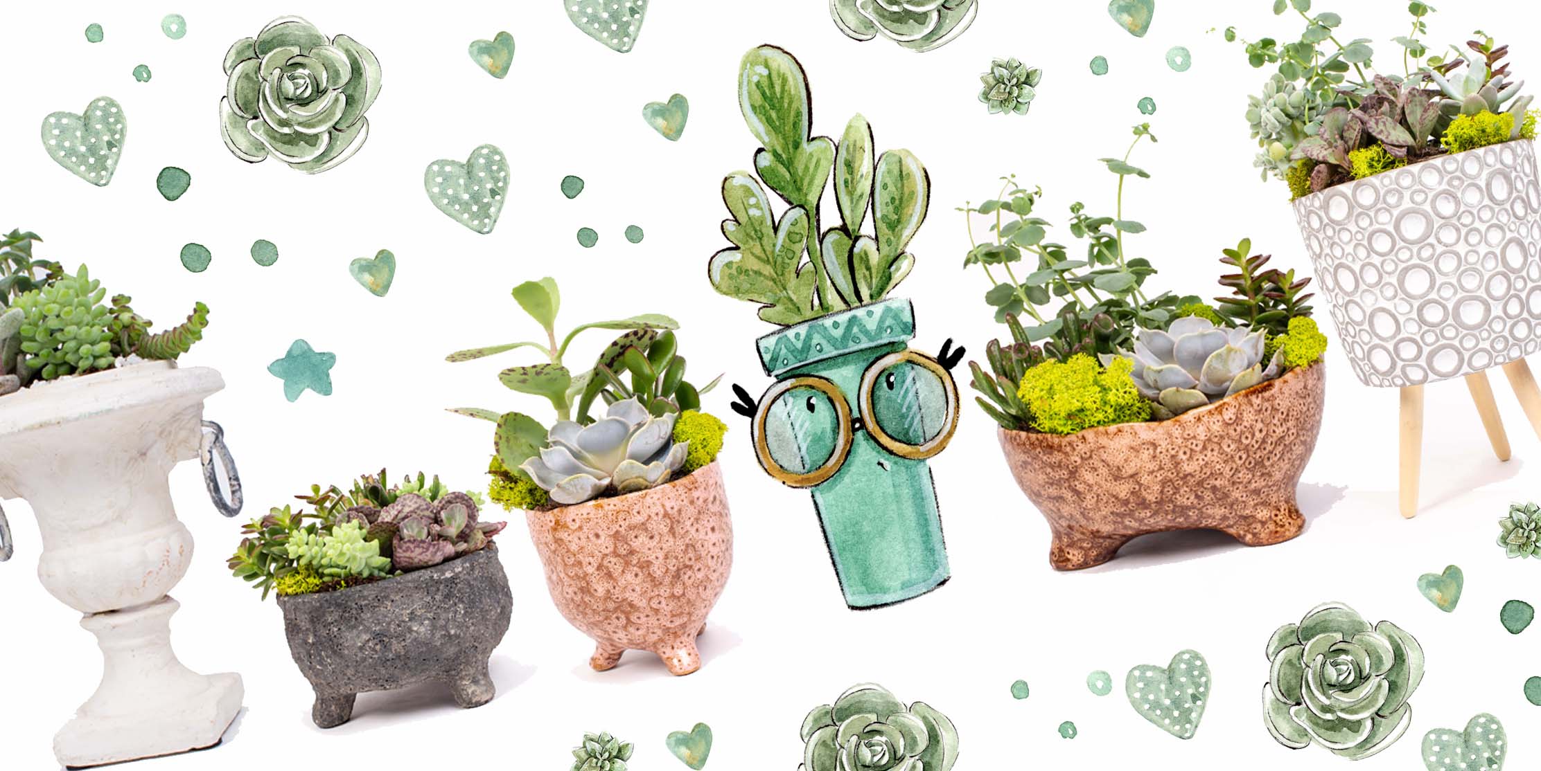 suculente si cactusi