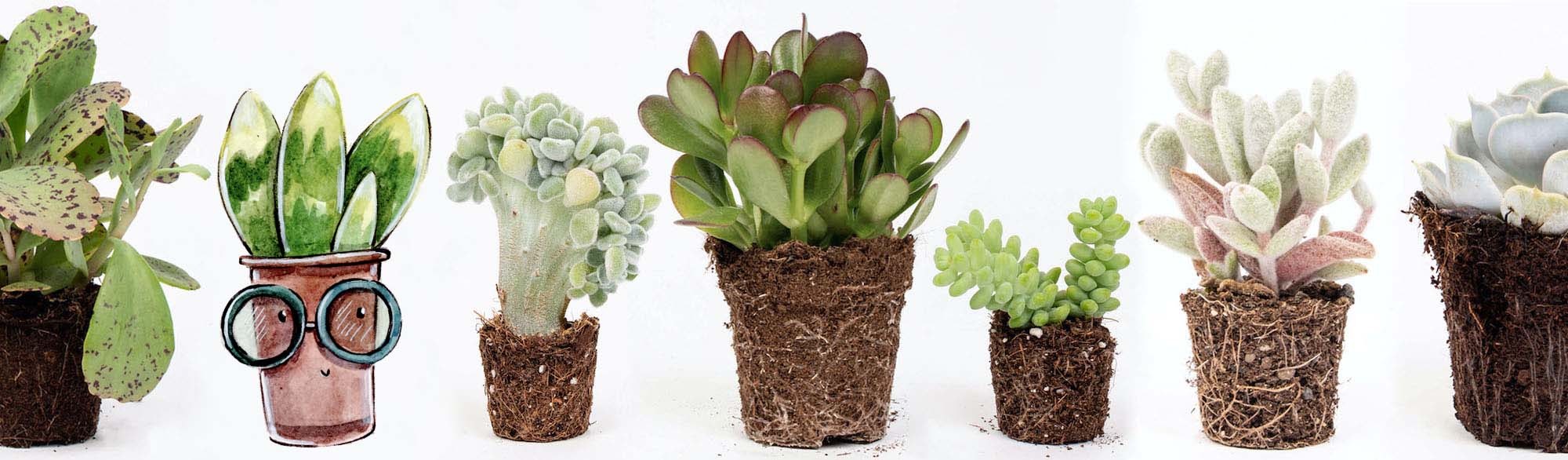 cactusi si suculente pret