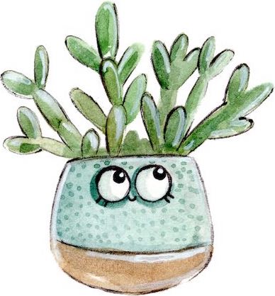 suculente in ghiveci