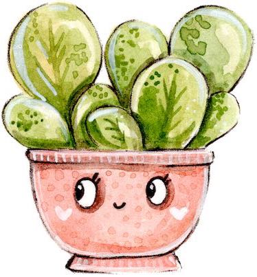 ghiveci cu plante suculente