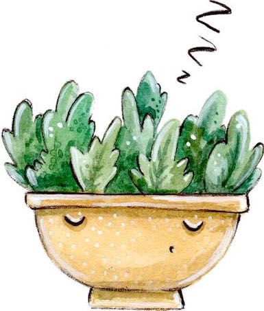 pret cactusi si suculente