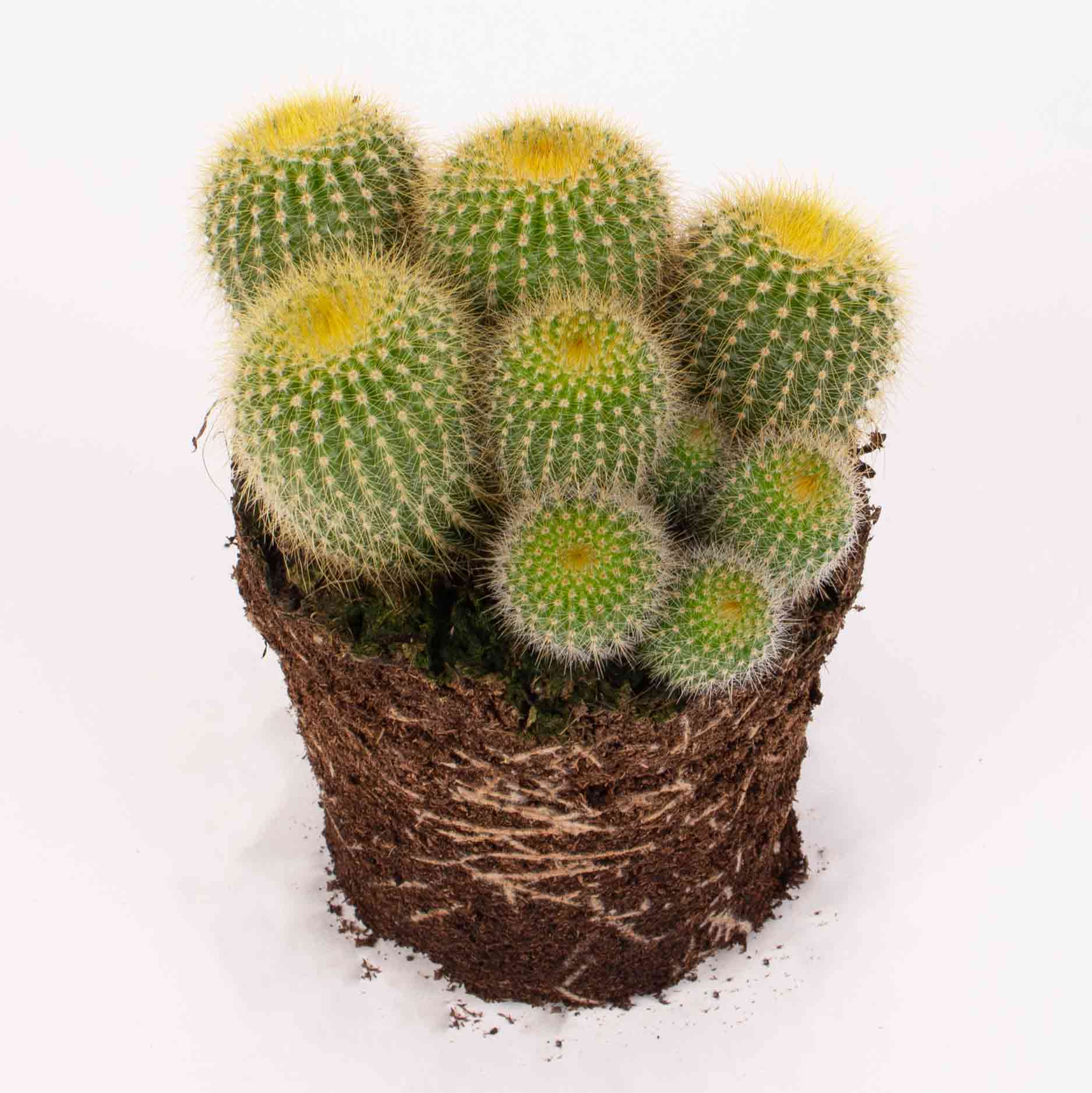 cactus2-1