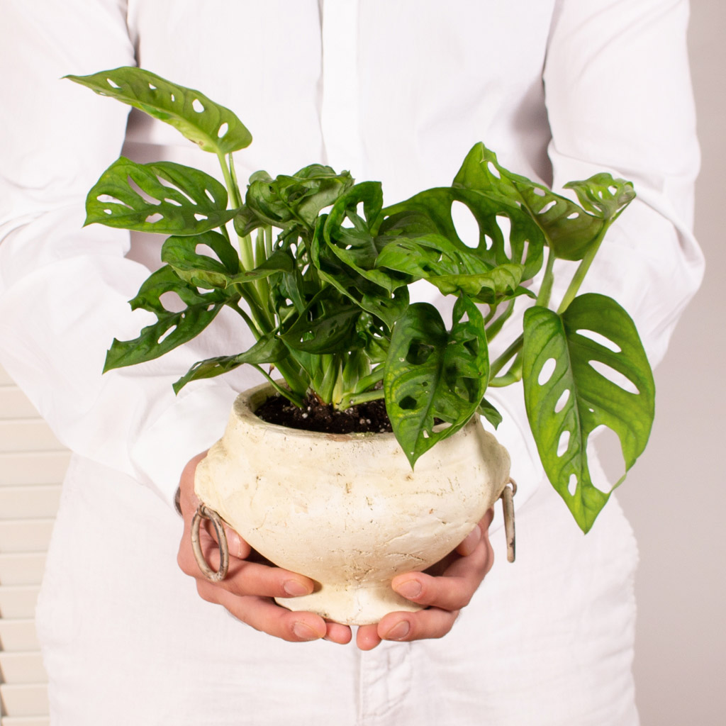 Ter277-Monstera in pocal vintage