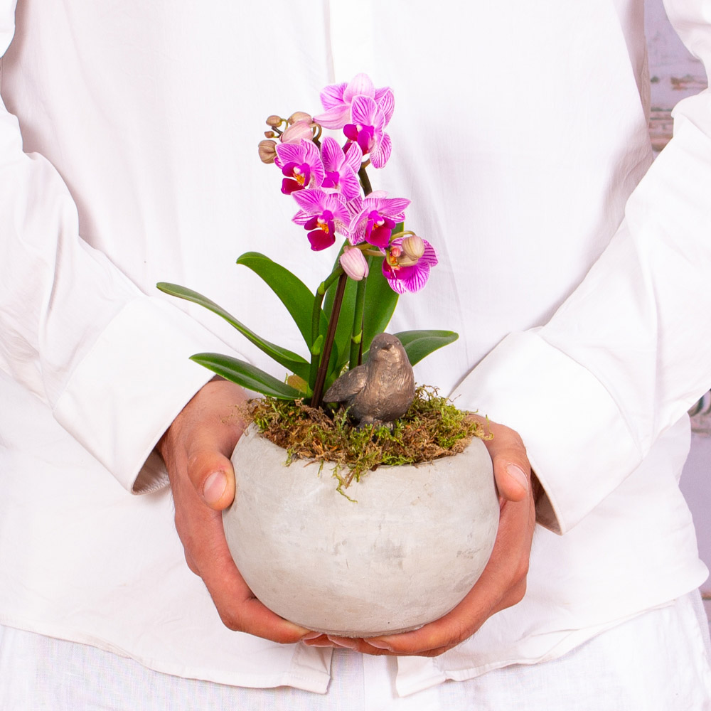 TER288-Aranjament-in-vas-ceramic-cu-orhidee