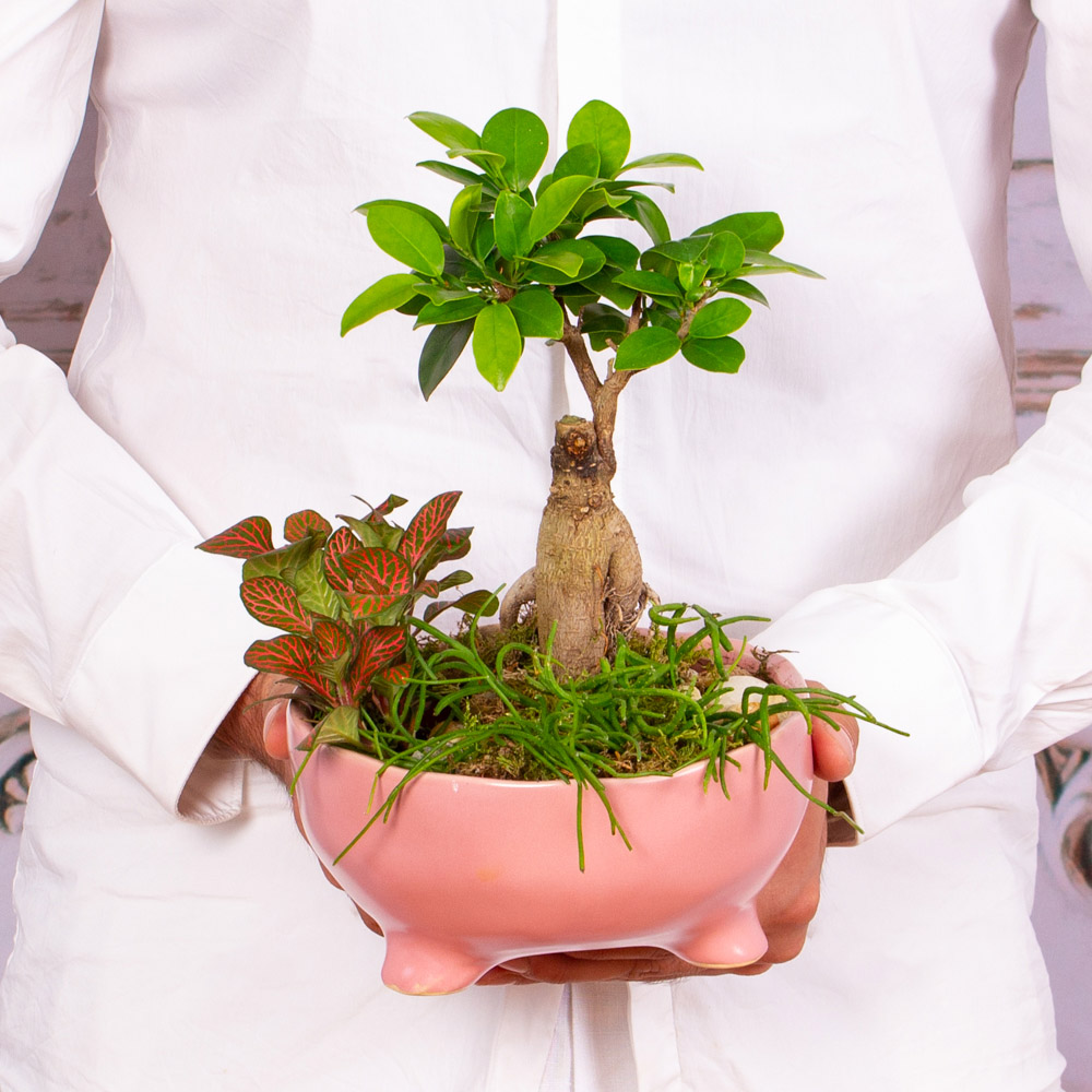 TER301-Terariu-22Gradina-cu-Bonsai22