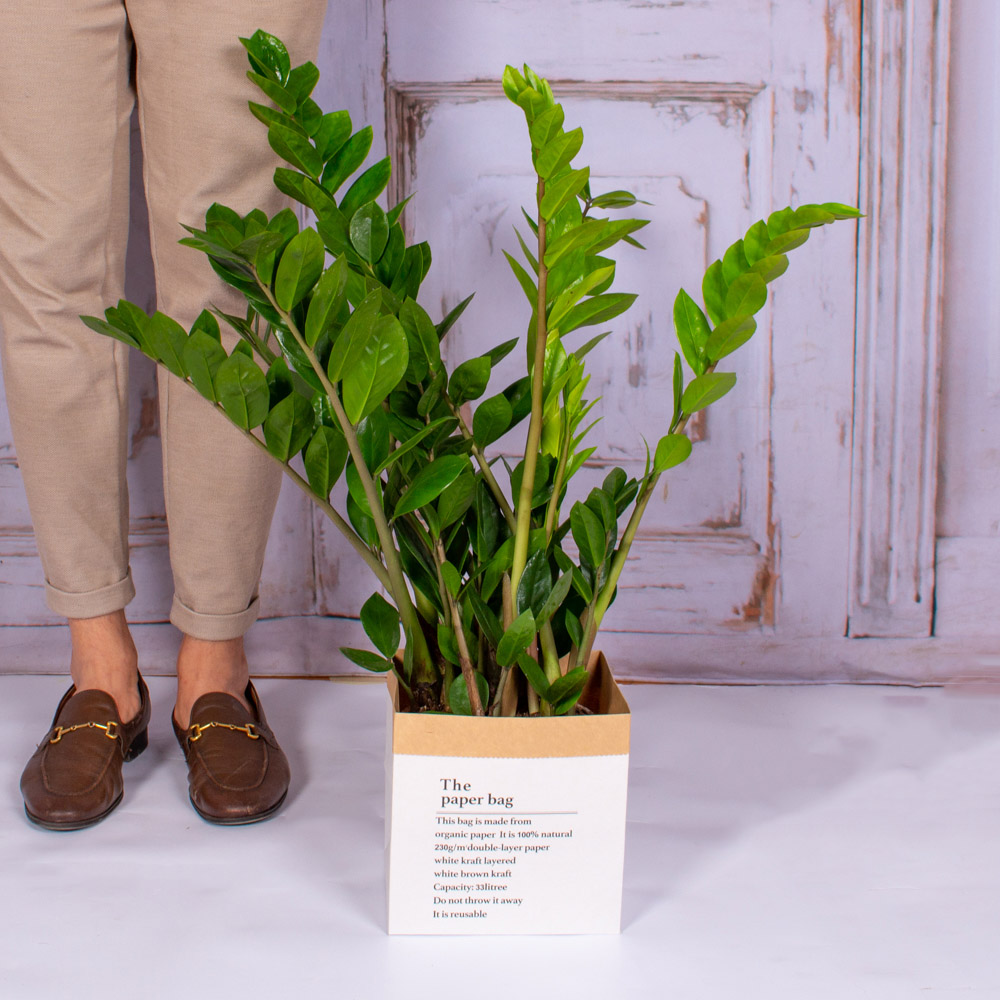 TER320-Planta-zamioculcas-in-ghiveci